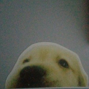 Meet your Posher, Angel